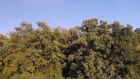 hacia atrás desde el bosque oscuro y por encima de los árboles, omurtag, bulgaria - 6 de octubre de 2018