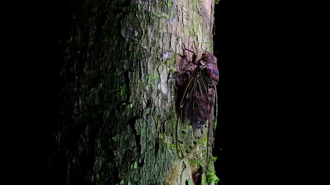 This Giant Cicada Climbing a Tree in the Night, Megapomponia intermedia, found in the jungles of Thailand