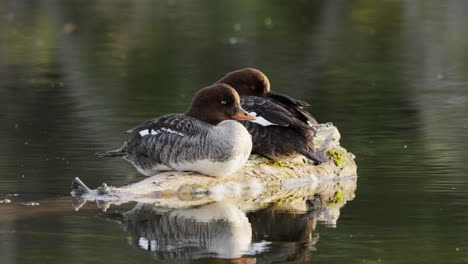 pair of barrow's goldeneye duck resting on rock in lake in yukon, canada