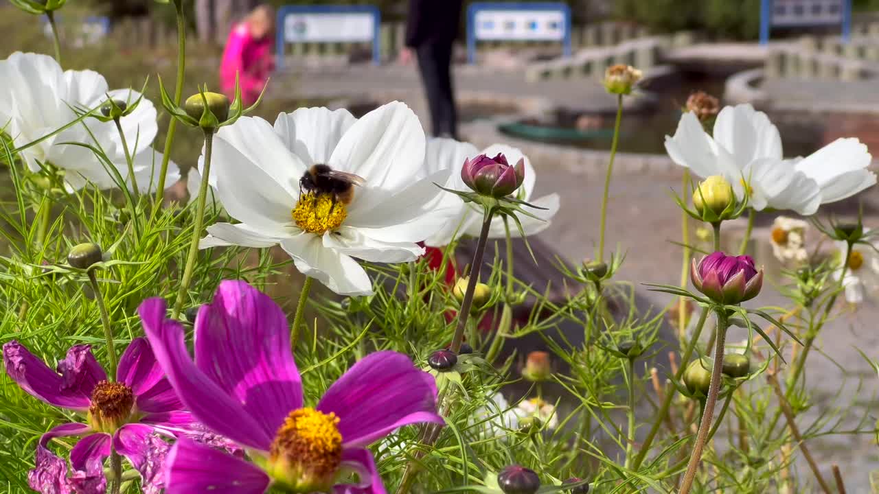 Nærbillede af en bi på en forårsblomst, der samler pollen fra de hvide blomster og flyver væk.