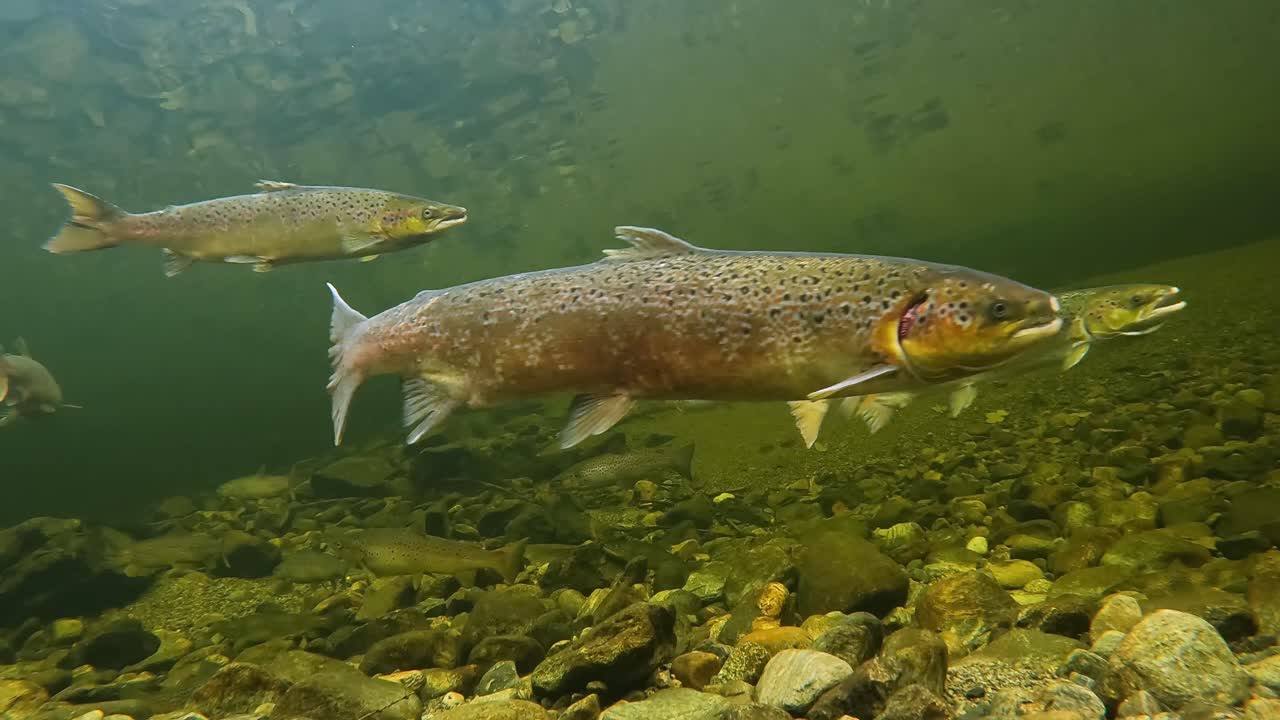Veduta subacquea dal basso di salmoni e trote di mare in una pozza di fiume norvegese durante la stagione di riproduzione autunnale.