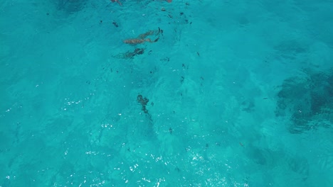 aerial top down of nurse sharks swimming freely in maldives islands