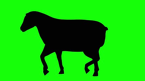 Silhouette-of-a-sheep-walking,-on-green-screen,-side-view