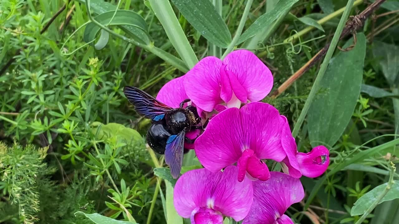 Enormous black carpenter bee feeding on purple sweet pea flower, wild insect close-up