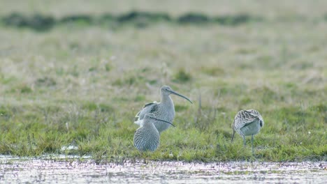 Unos-Cuantos-Pájaros-Zarapitos-Descansando-Cerca-De-Un-Charco-De-Agua-Inundado-De-Humedales-Durante-La-Migración.