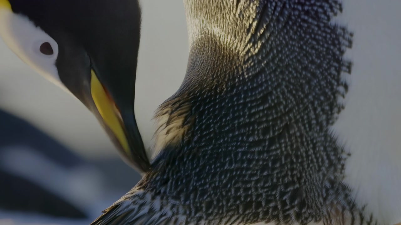 Tampilan jarak dekat seekor penguin yang merapikan bulu dadanya, paruhnya terselip di antara bulu-bulu bermotif dengan pergeseran yang terlihat, mengembang, kilauan mengilap, dan cahaya sejuk lembut melintasi warna hitam dan putih bertekstur