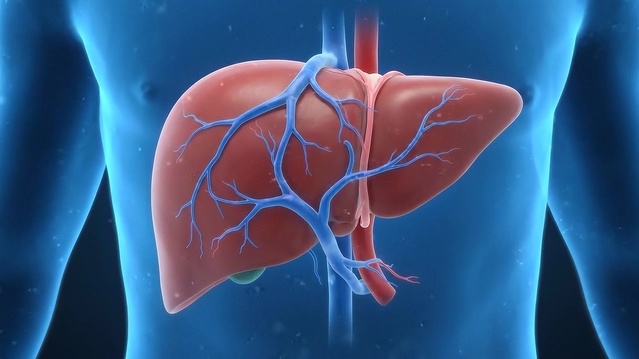 3D Medical Animation of Human Liver Anatomy and Blood Vessels