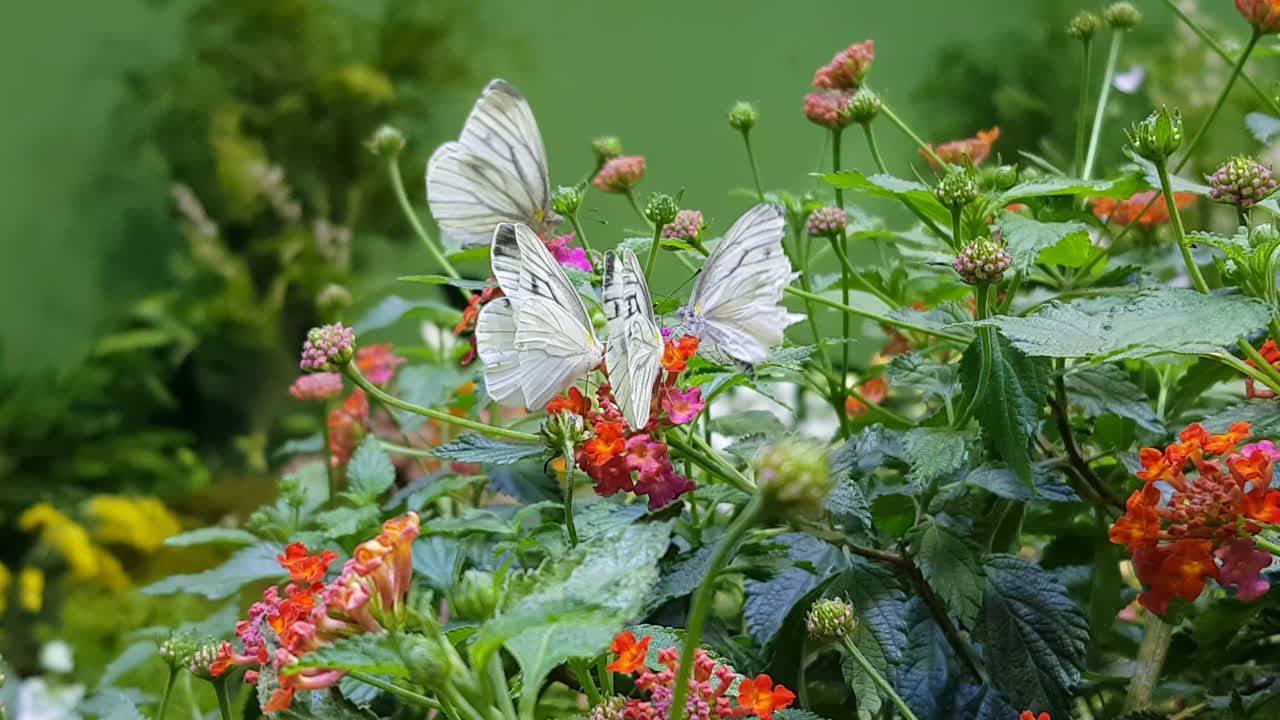 Farfalle bianche con venature verdi che svolazzano sui fiori di Lantana durante l'impollinazione