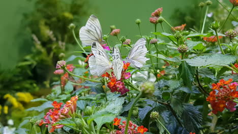 Mariposas-Blancas-De-Venas-Verdes-Revoloteando-En-Las-Flores-De-Lantana-Durante-La-Polinización