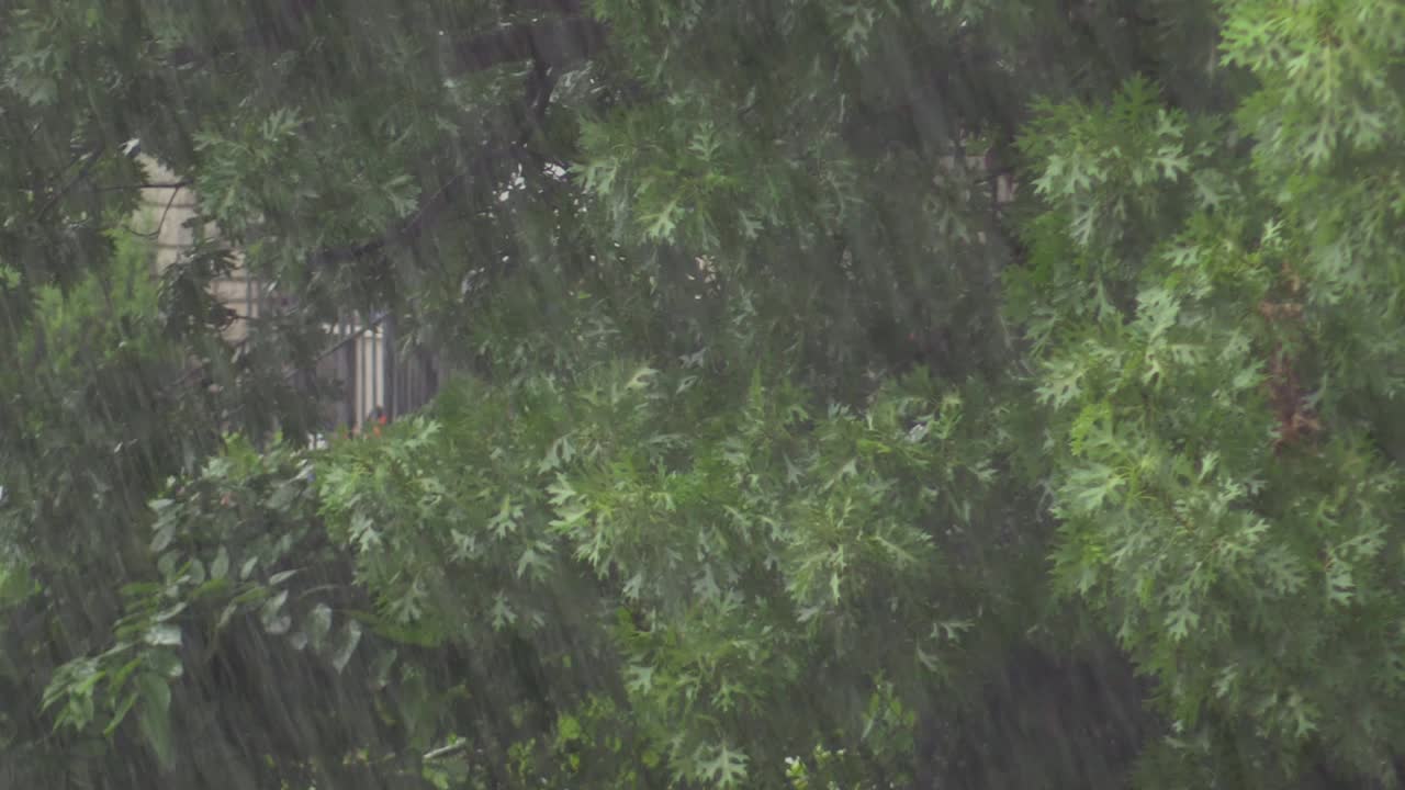 Rain Heavy with trees in background