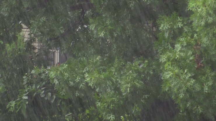 Rain Heavy with trees in background