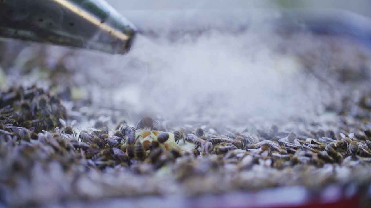 벌집 에서 일 하는 카르니올라 벌 들 의 무리