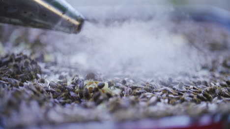 enjambre de abejas de carniola trabajando en la colmena