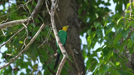 Perching on a small branch while looking around, a Long-tailed Broadbill Psarisomus dalhousiae flies off to the right side of the frame.