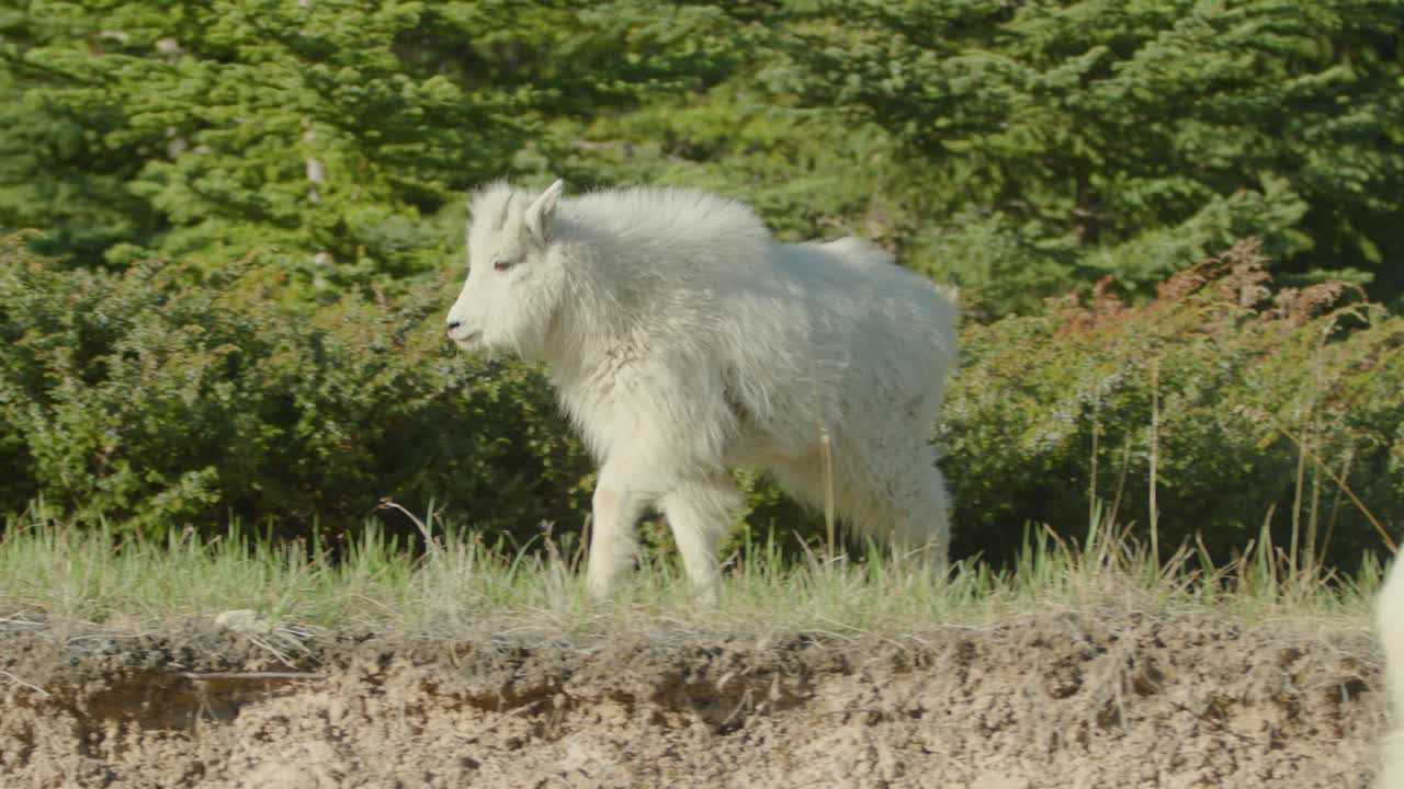 Playful young Mountain Goat near cliff in forest of Rocky Mountains.