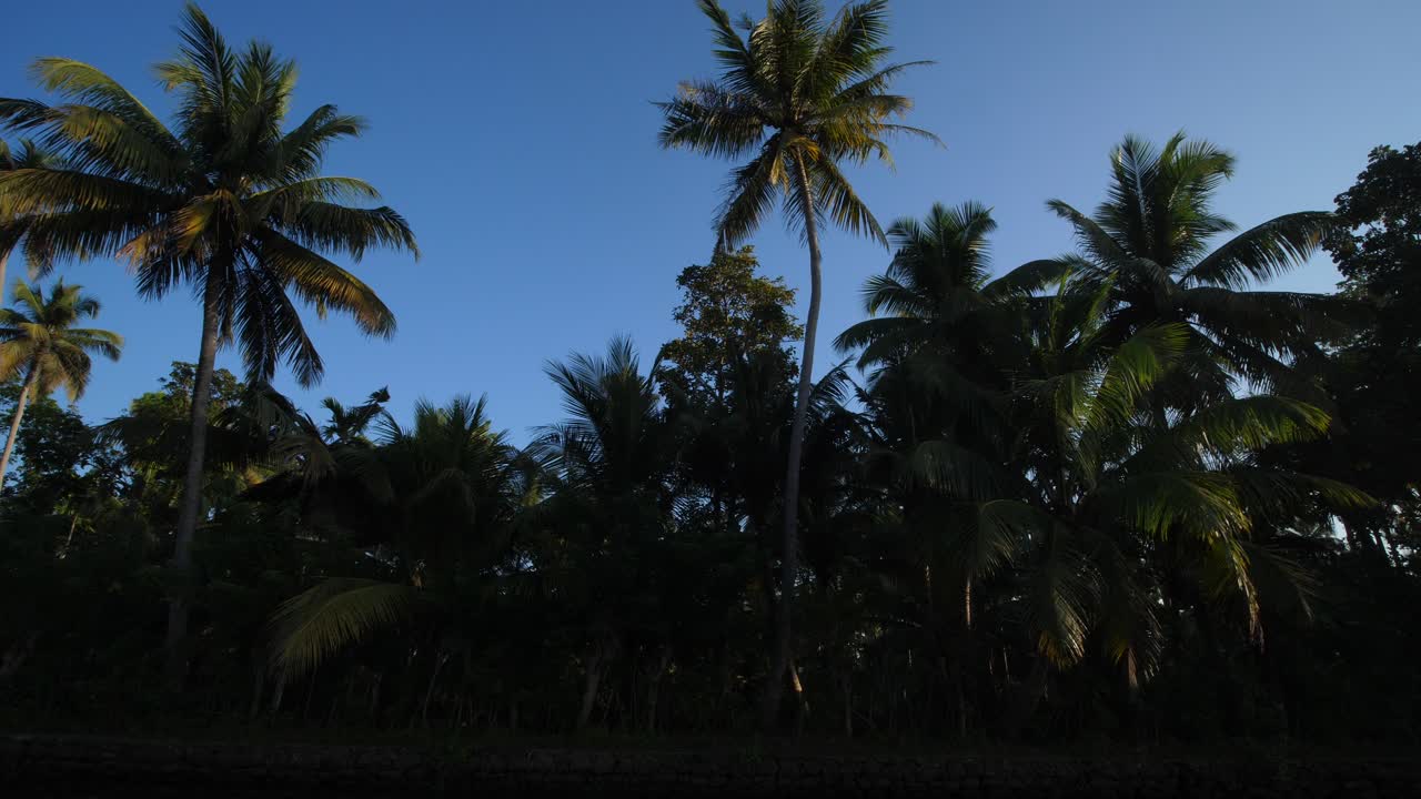 palmeras en una mañana tranquila en kerala
