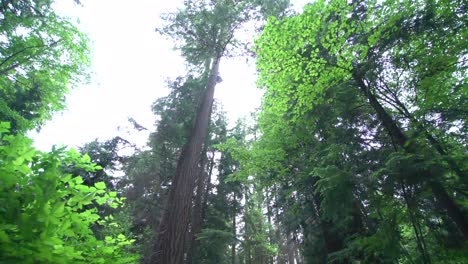 Schöne-Aussicht-Auf-Den-Wald-Im-Freien