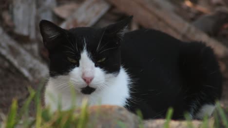 tired cat falling asleep and yawning outdoors on grass