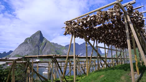 fish heads drying on racks