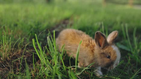 cute baby rabbit walks through grass easter bunny