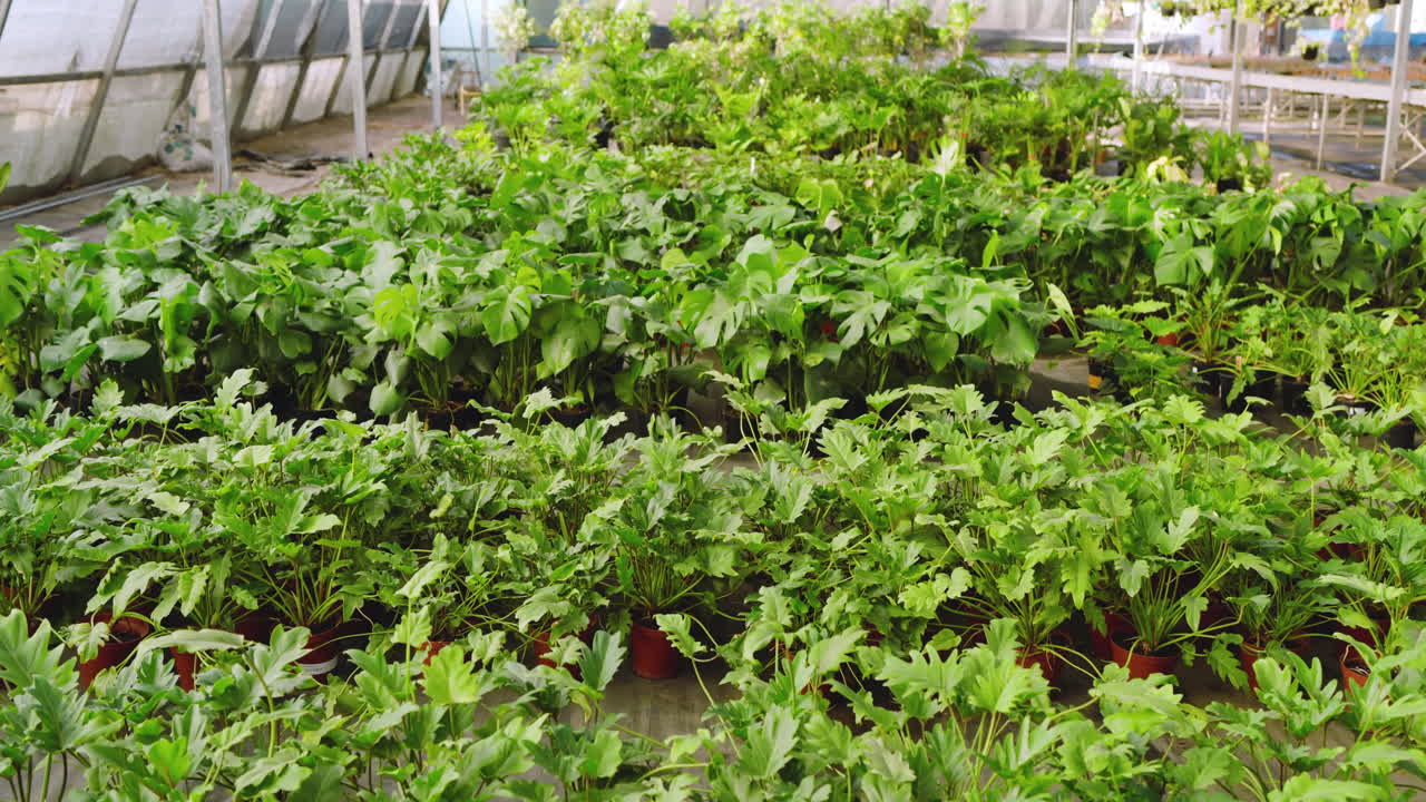 Thriving lush green plants in greenhouse nursery, showcasing vibrant growth
