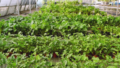 thriving lush green plants in greenhouse nursery, showcasing vibrant growth