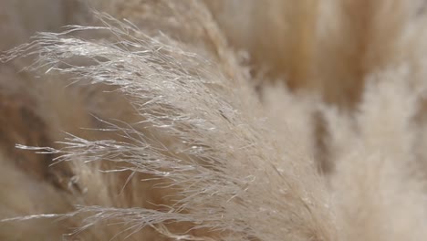 close up of beige pampas grass