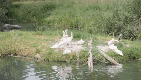 weiße federnpelikanen sitzen auf einer kleinen grünen insel