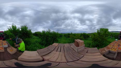 360 vr of tractor and flatbed in a peach orchard with men picking ripe fruit and putting them onto the flatbed under overcast skies