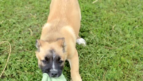 puppy playing with a cloth