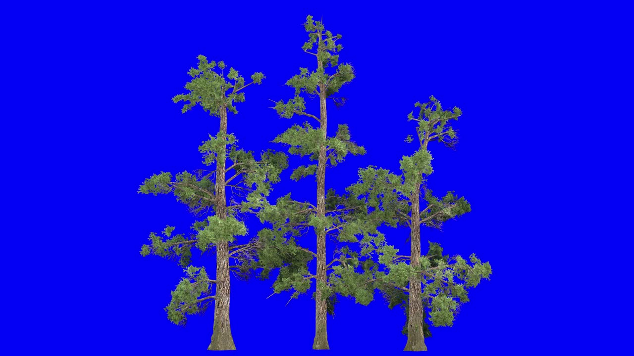 3D eastern white pine tree cluster with wind effect on blue screen 3D animation