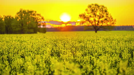 Leuchtend-Orangefarbener-Sonnenuntergang-Im-Zeitraffer-Zwischen-Gelben-Blumenfeldern