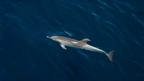 dolphin swimming in deep blue ocean water