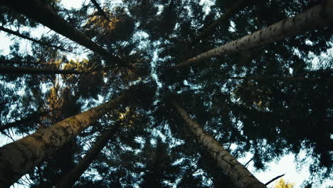 disparo giratorio de árboles en un bosque