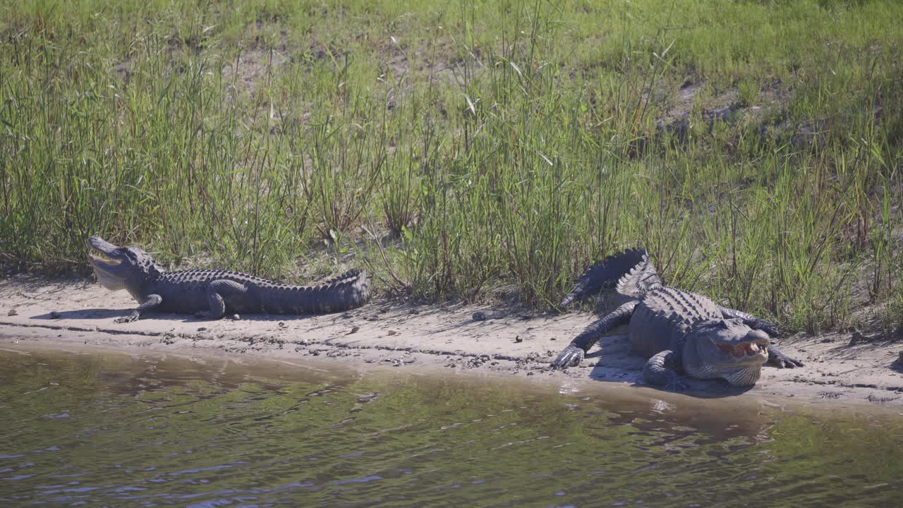 dos cocodrilos sentados en la playa a lo largo del agua con la boca abierta