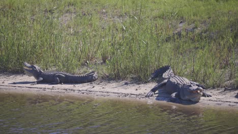 two alligators sitting on beach along water with mouths open