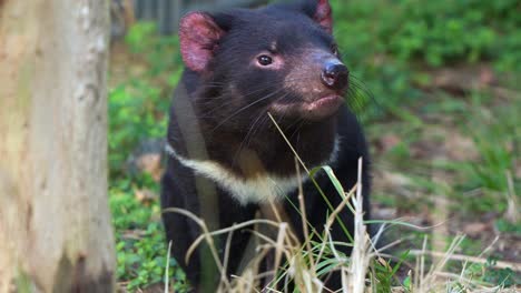 Close-up-shot-of-a-Tasmanian-devil-sitting-on-the-forest-ground,-wondering-around-the-surrounding-environment,-staring-at-the-camera,-Australian-native-wildlife-species