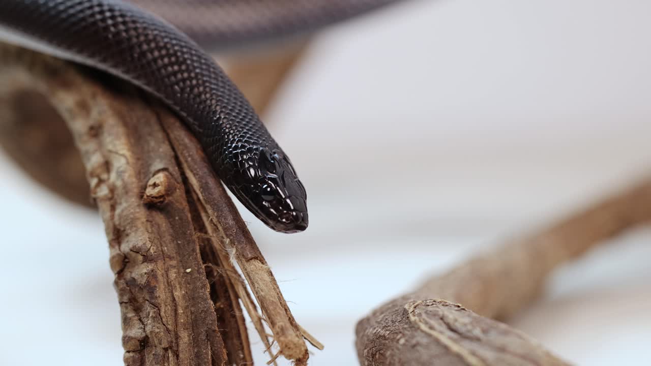 A black snake moves gracefully along a branch, captured in close-up with soft lighting and shallow depth of field