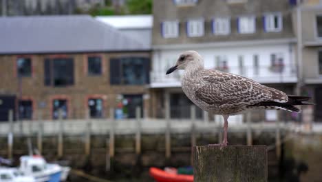 Gaviota-Juvenil-Encaramado-En-Un-Puesto-Del-Puerto-En-Looe,-Un-Pequeño-Pueblo-Pesquero-En-Cornualles,-Inglaterra