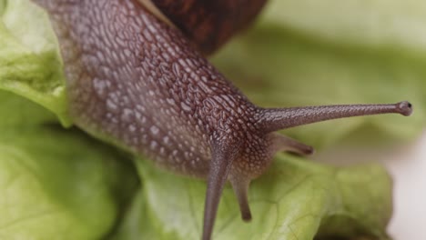 macro shot of a snail on a lettuce.
