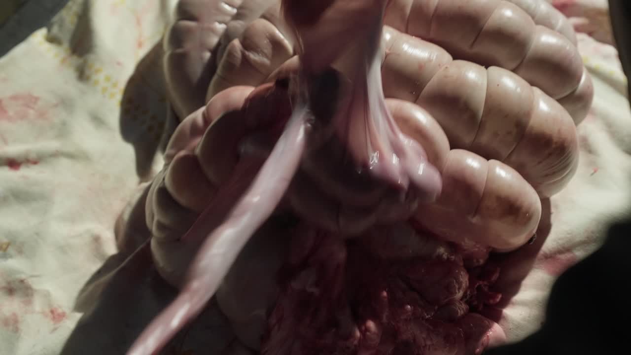 Person handling pig intestines during butchering in Minho region north Portugal