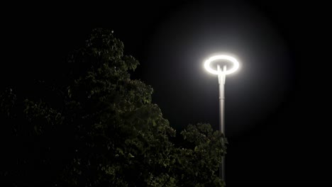 night streetlight and tree