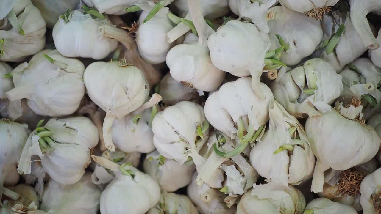 Primo piano di bulbi d'aglio bianco appena raccolti