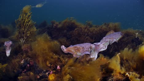 Riesige-Australische-Tintenfische-Sepia-Apama-Migration-Whyalla-Südaustralien-4k-Zeitlupe,-Paarung,-Eier-Legen,-Kämpfen,-Aggregation,-Unter-Wasser