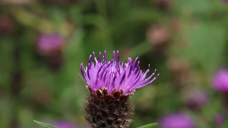 una abeja melíferas, apis mellifera, que se alimenta de una flor de la nuez, centaurea nigra