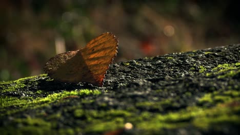 un primo piano di una farfalla