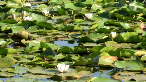 water lilies, this aquatic flower forms part of the nymphaeaceae family