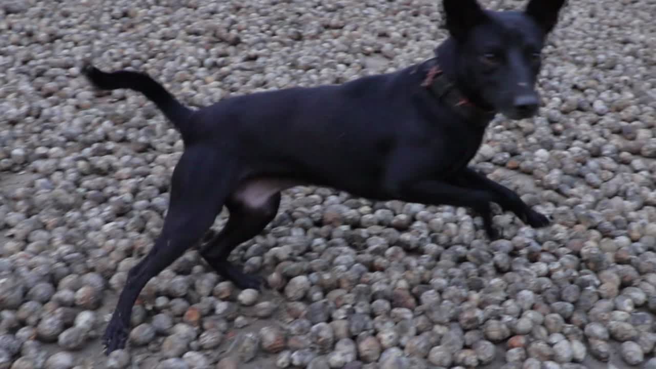 나랑 놀려고 하는 개