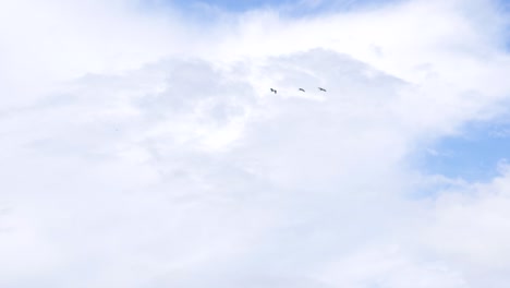 Garcetas-Volando-Sobre-El-Lago-Inle,-Myanmar