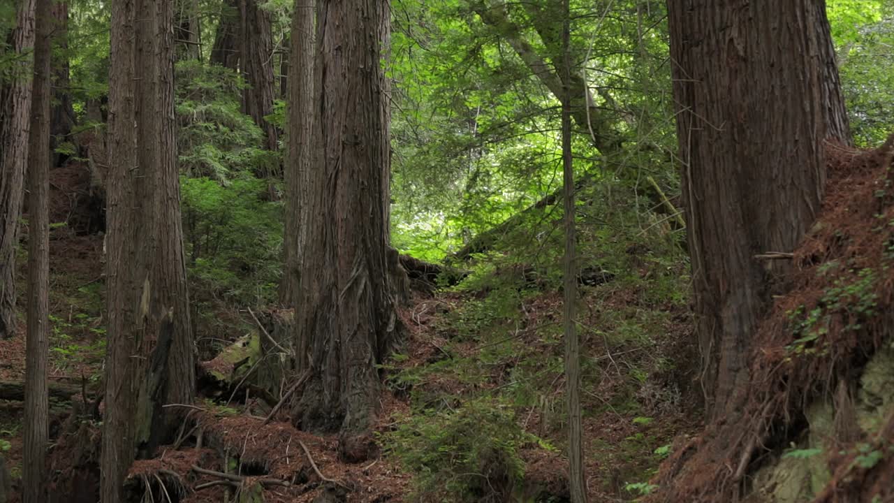 suelo de bosque de agujas de pino en medio de secoyas de big sur